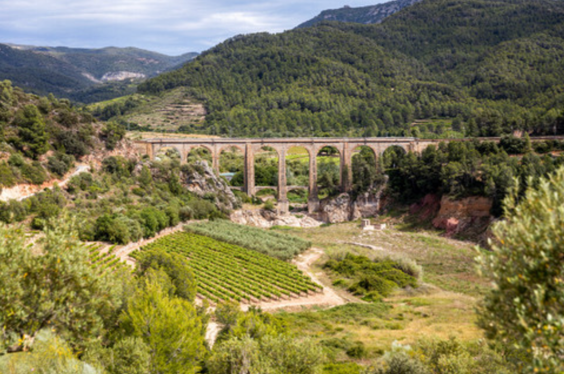 Peraj Ha’abib Flor de Primavera