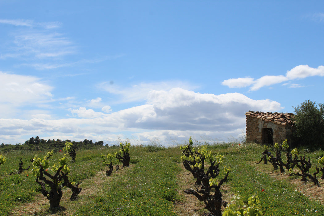 Bàrbara Forés Rosat 2021