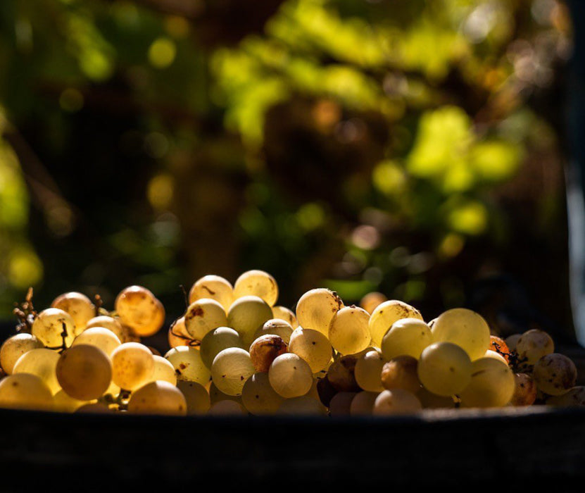 El Terrat Blanc 2021