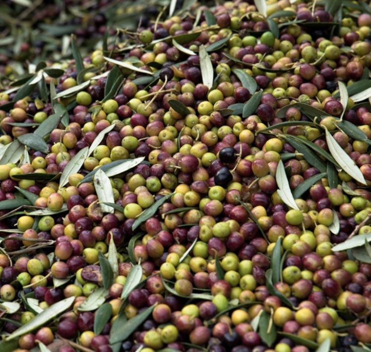 ÈTIM - Natives Olivenöl Extra