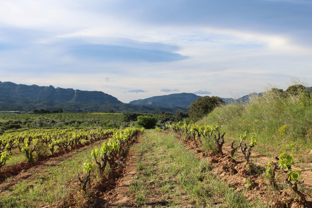 Bàrbara Forés Blanc 2022