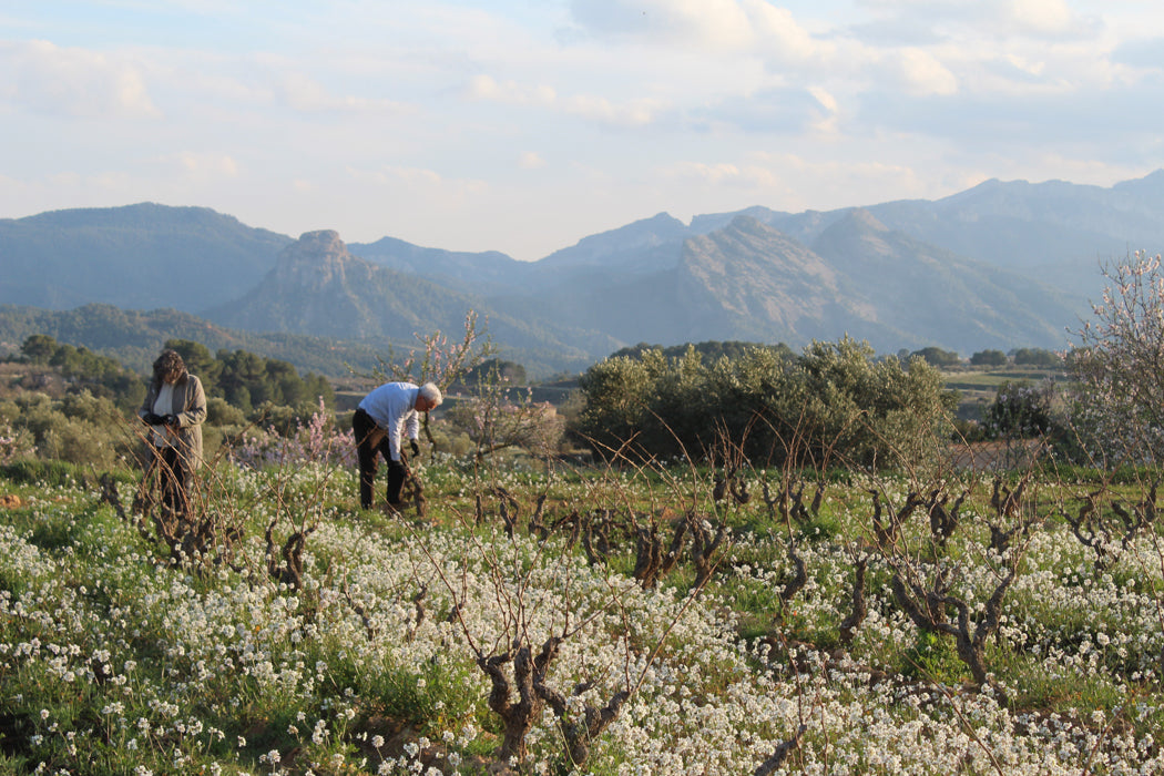 El Templari 2020 Vi Vermell