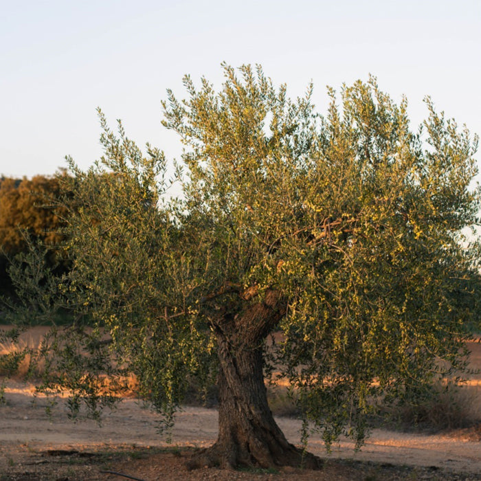 ÈTIM - Natives Olivenöl Extra